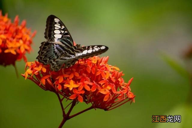 儿童放烟花的图画 花的图画