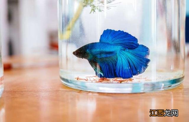 简笔画动物颜色 动物颜色