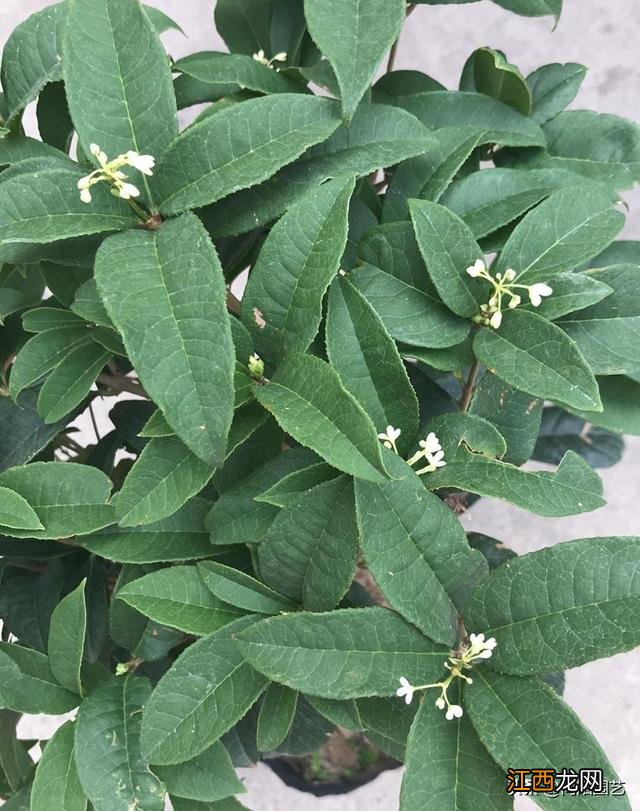 桂花开在什么季节描写 桂花开在什么季节