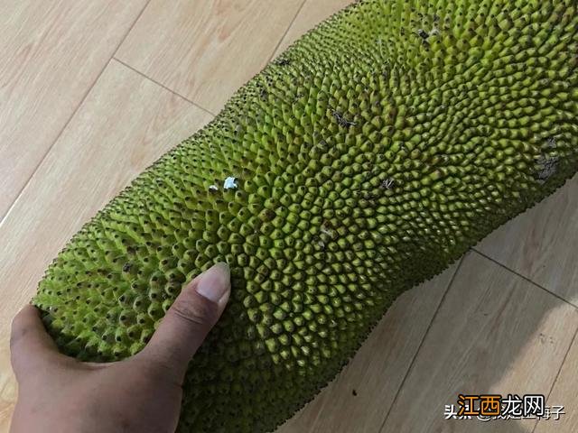 越南菠萝蜜怎么看熟不熟 菠萝蜜怎么看熟不熟