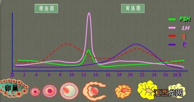 黄体生成素高怎么降下来 黄体生成素高