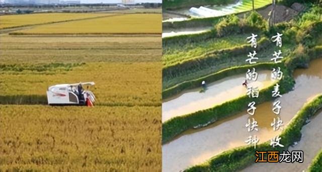 芒种的读音是什么意思 芒种读音