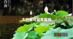 大白菜有什么营养和功效 大白菜可以生吃吗