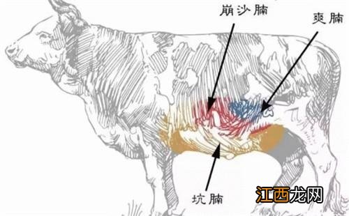 牛霖是牛的哪个部位