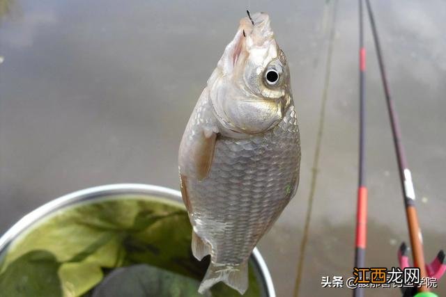 鲫鱼钓饵配方图片 鲫鱼钓饵配方