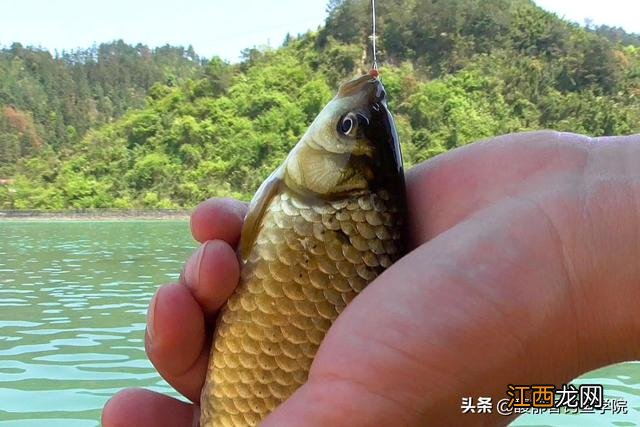 鲫鱼钓饵配方图片 鲫鱼钓饵配方