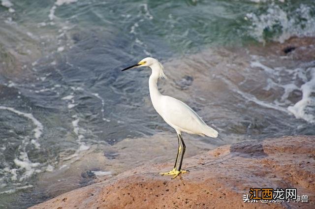 绝句古诗带拼音