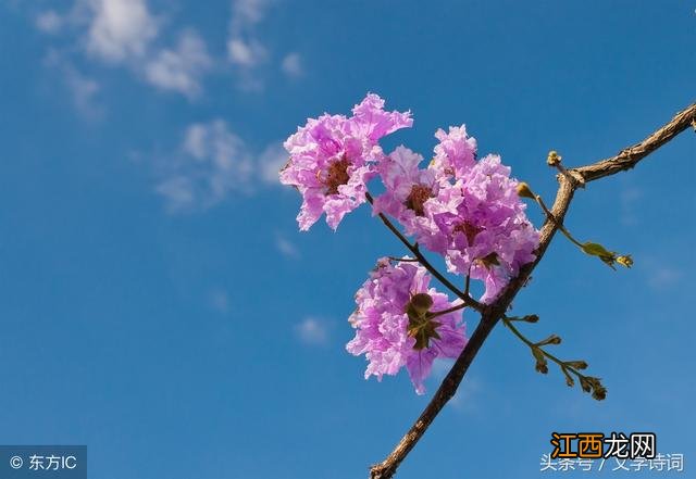 杜牧的紫薇花是什么意思 杜牧紫薇花