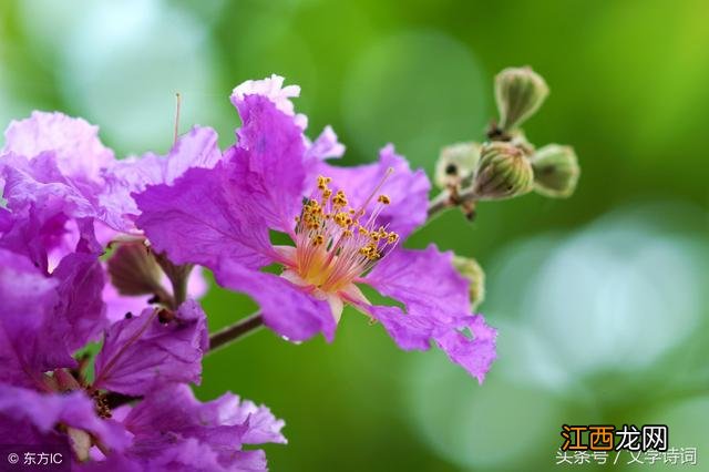 杜牧的紫薇花是什么意思 杜牧紫薇花