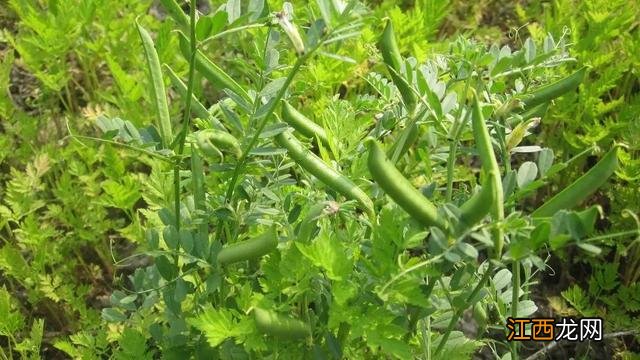 常吃豆类有什么好处和坏处 吃豌豆有什么好处