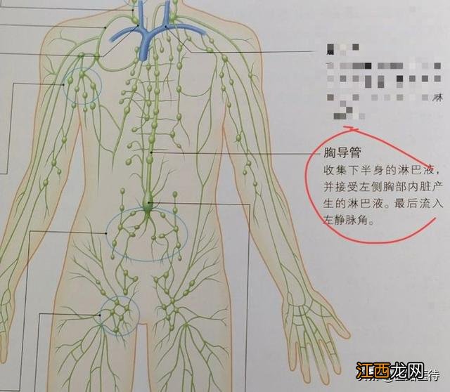 人体最长的骨头是哪个部位 人体最长的骨头