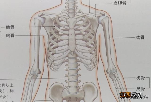 人体最长的骨头是哪个部位 人体最长的骨头