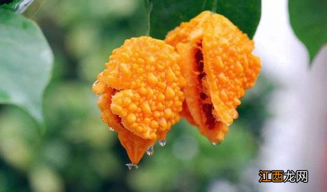 青柠檬什么意思 青柠是什么意思