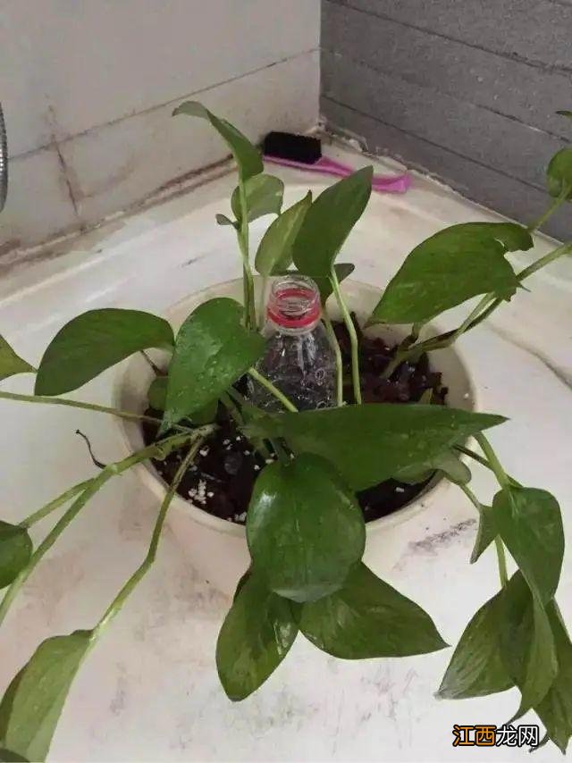 塑料瓶做花盆大全简单漂亮 矿泉水瓶做花盆