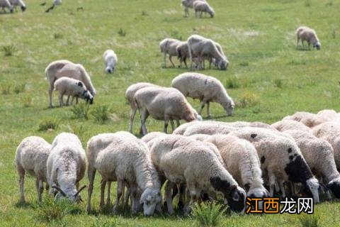 羊的出肉率是多少 羊的出肉率百分之多少