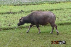 牛吃草不吃精料怎么办 牛只吃草不吃精料可以吗