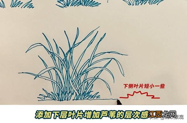芦苇简笔画图片大全彩色 芦苇简笔画