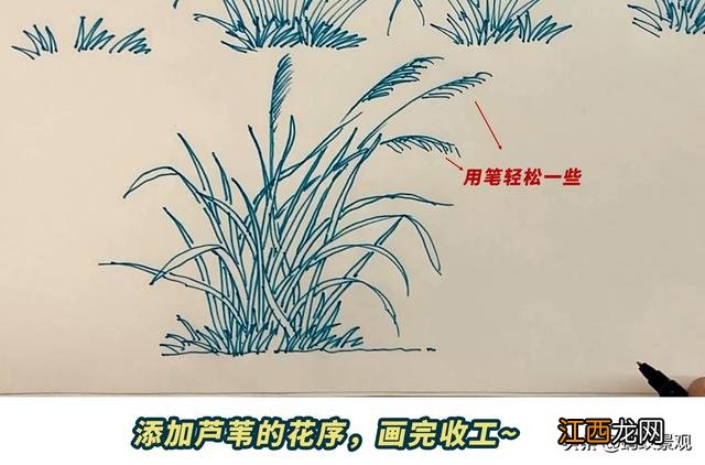 芦苇简笔画图片大全彩色 芦苇简笔画