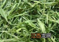 竹叶青茶叶的功效与作用 竹叶青茶叶的功效与作用是什么