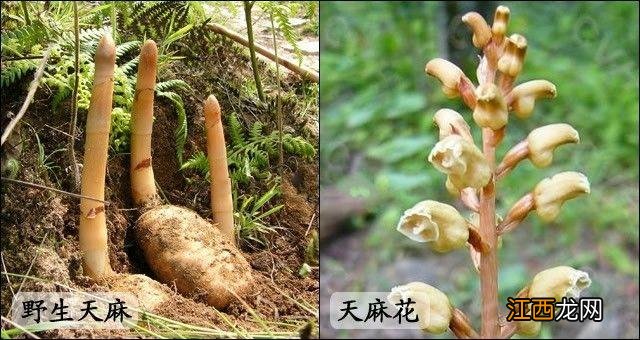 野生天麻图片植株图片高清 天麻图片植株图片