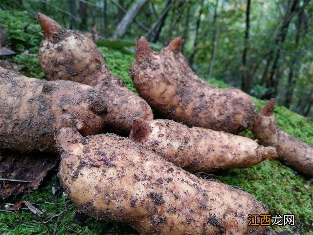 野生天麻图片植株图片高清 天麻图片植株图片