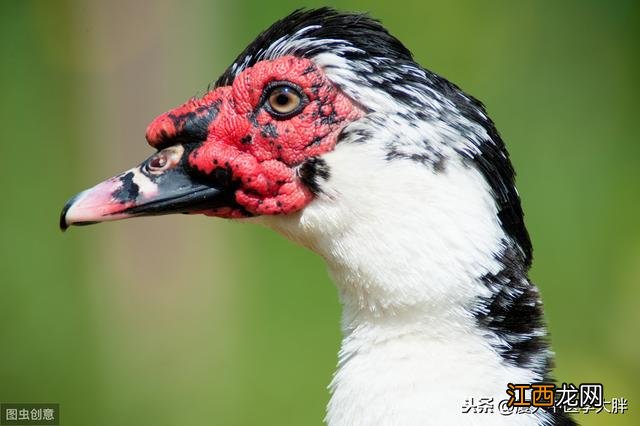 鸭子是凉性的吗还是热性 鸭子是凉性还是热性