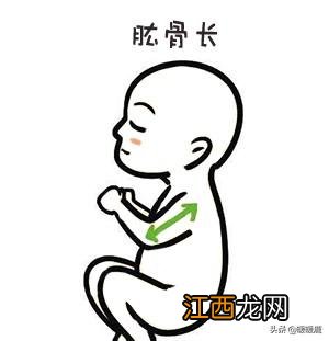 胎芽变成胎儿头臀径 胎儿头臀径