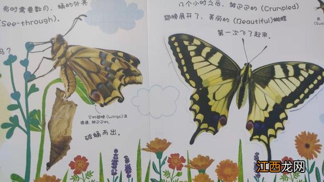 幼儿成长手册大班 幼儿成长手册