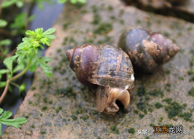 螺丝吃什么食物好养活 螺丝吃什么食物