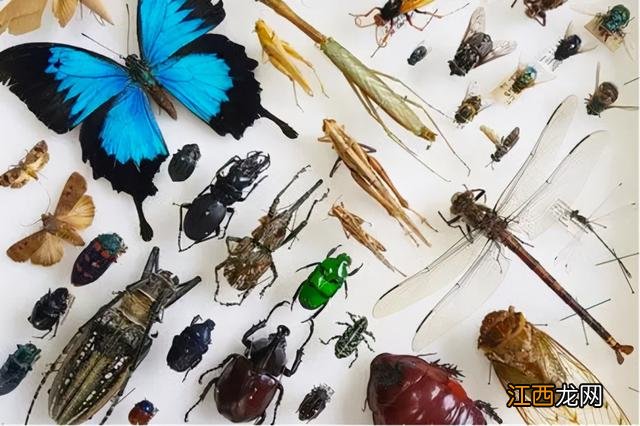 昆虫有什么秘密? 昆虫的秘密有哪些