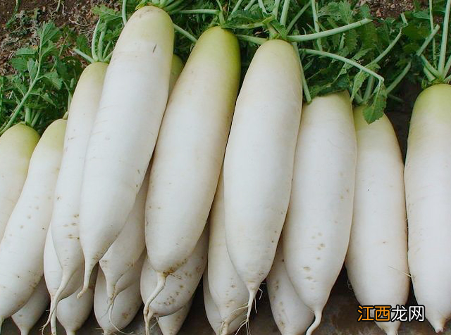 梦见白萝卜长得粗壮又大 梦见白萝卜