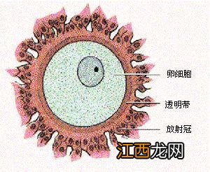 精卵不结合换个老公就能怀上吗 精卵不结合