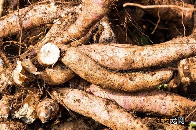 用哪种淀粉代替木薯粉做珍珠 什么粉可以代替木薯粉