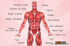 大腿结构图肌肉分布 大腿肌肉分布图