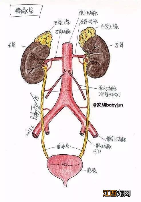 肝脏和肾脏的位置图片 肾脏的位置图片