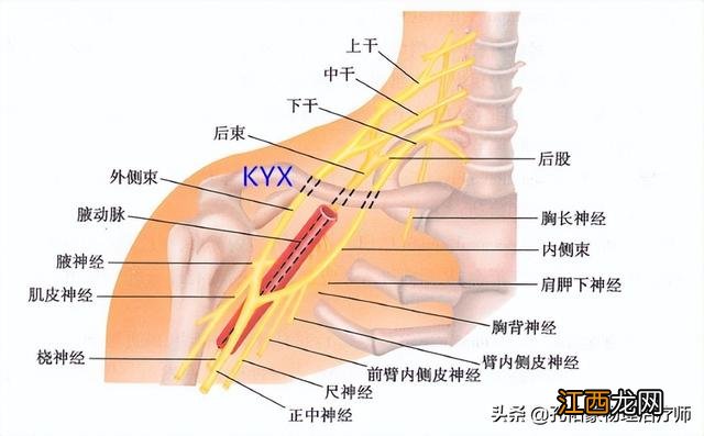 肩膀酸痛是什么原因引起的