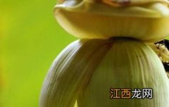 芭蕉心怎么吃视频 芭蕉心怎么吃