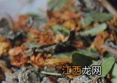 溪黄草茶女性能常喝吗 溪黄草茶可以常喝吗