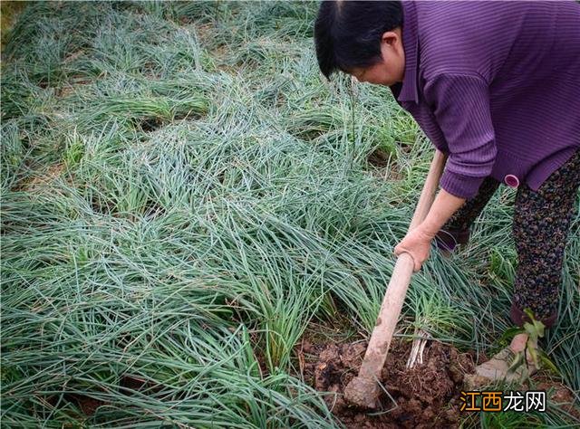 荞头的功效和危害 荞头的功效与禁忌