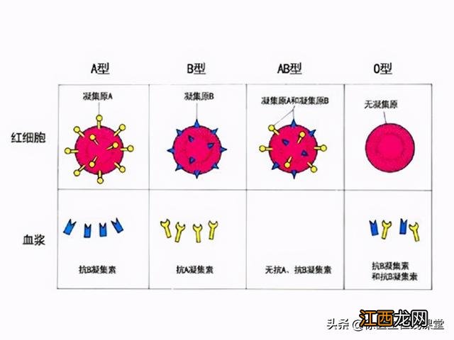 o型血和ab型血容易怀孕吗 o型血和ab型血