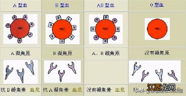 o型血和ab型血容易怀孕吗 o型血和ab型血