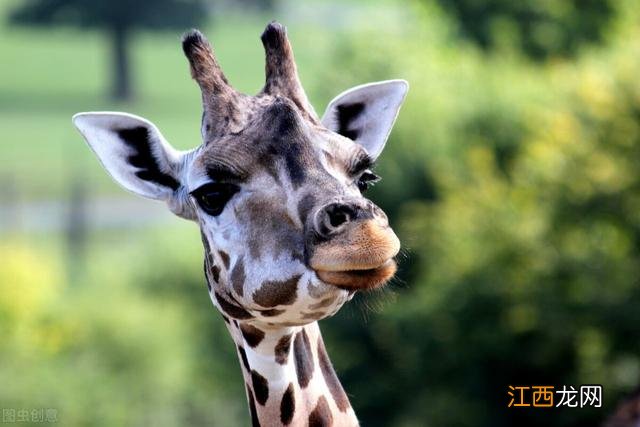 初秋孟浩然拼音版图片 古诗 初秋孟浩然拼音版