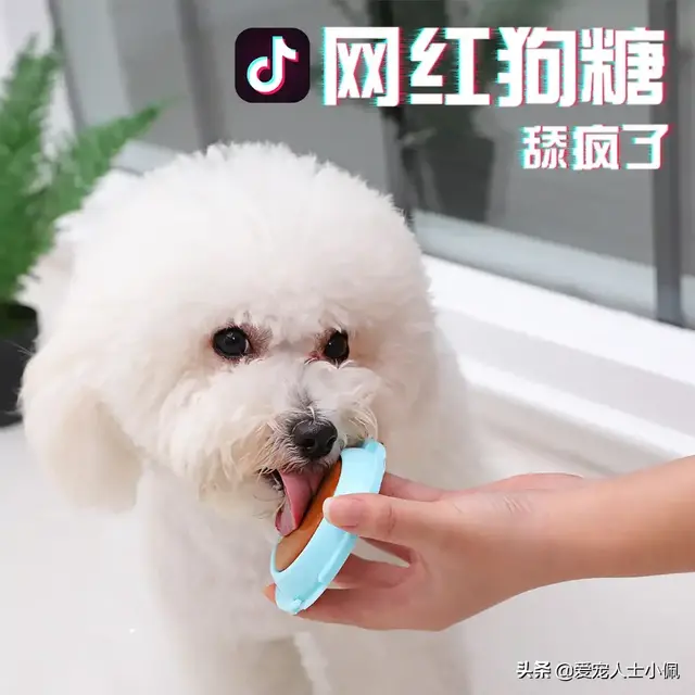 小狗细小症状怎么治 小狗细小症状