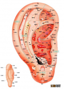 耳根是哪个部位图解 耳根正确的位置图