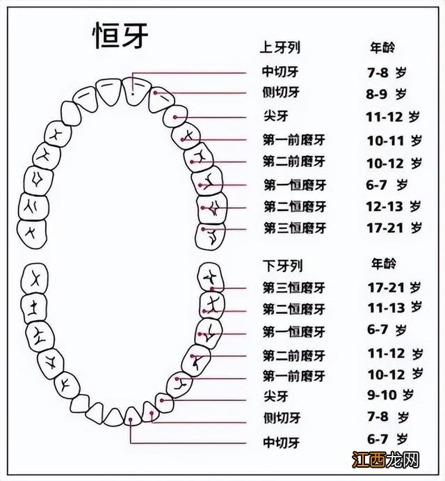 牙齿的结构图与说明 牙齿位置描述图