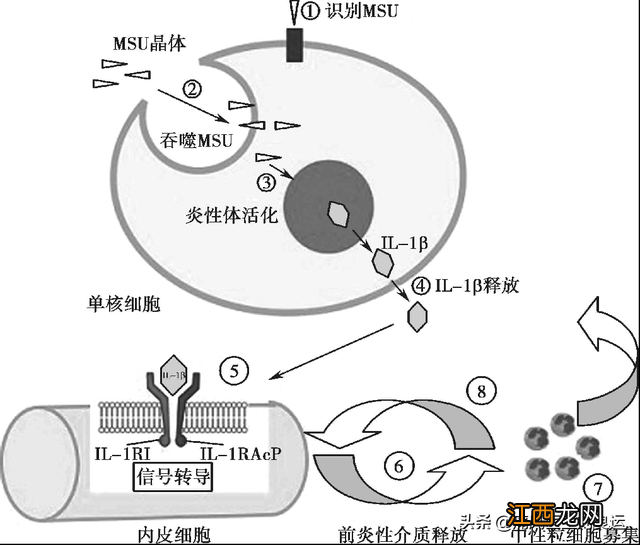 痛风吃什么药有效止痛 痛风吃什么药有效