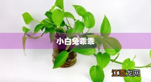 小白兔乖乖小说 小白兔乖乖