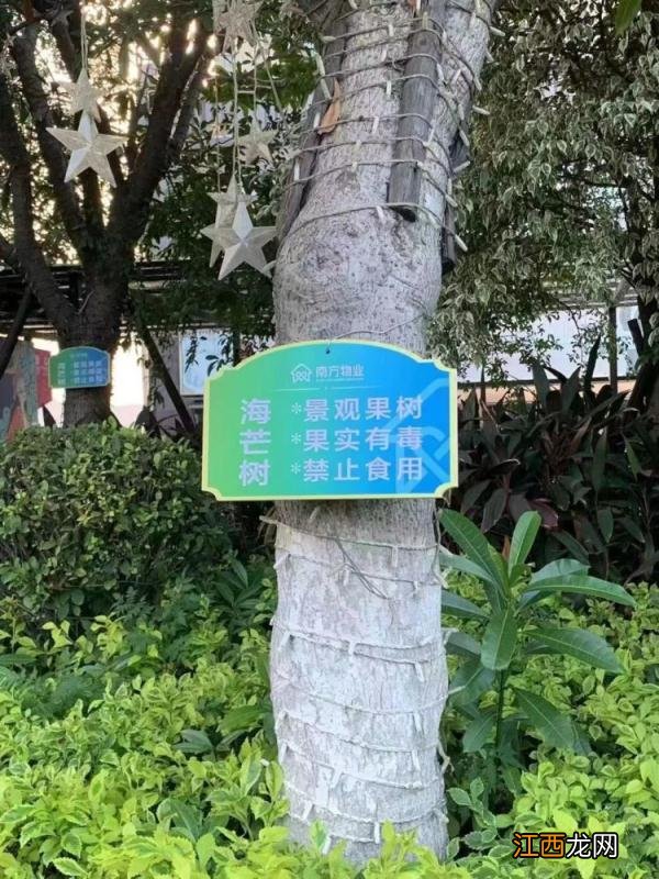 新鲜天麻有毒吗 天麻有毒吗