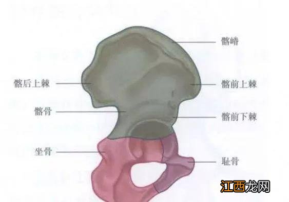 第一骶骨在哪个位置图片 骶骨在哪个位置图片