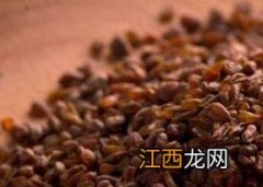 黄苦荞茶的功效与作用及禁忌 黄苦荞茶的功效与作用